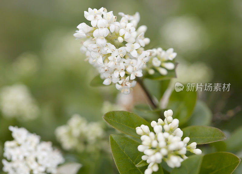 普里维特 （利古斯特鲁姆庸俗）